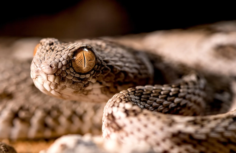 Russell's viper Russell's viper