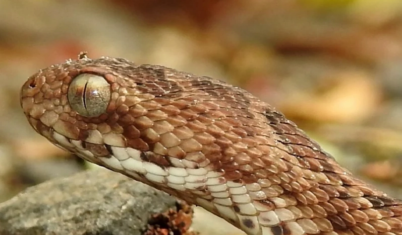 deadliest viper deadliest viper