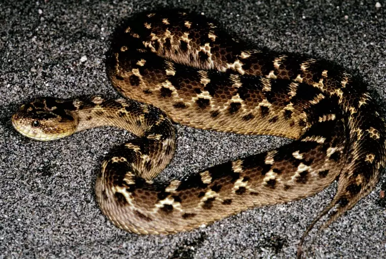 snake bite symptoms snake bite symptoms