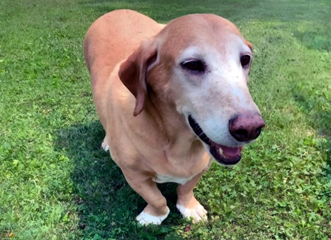 Basset Lab mix