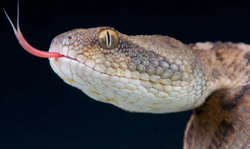 snake bite symptoms snake bite symptoms