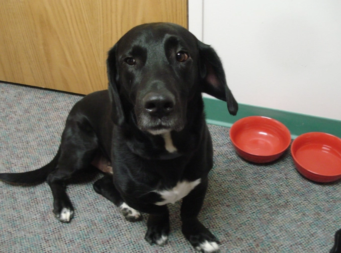 Basset Hound Lab mix