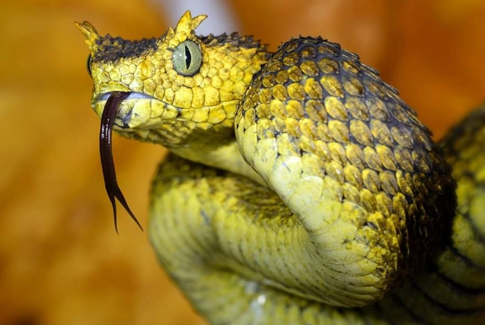 Russell's viper Russell's viper