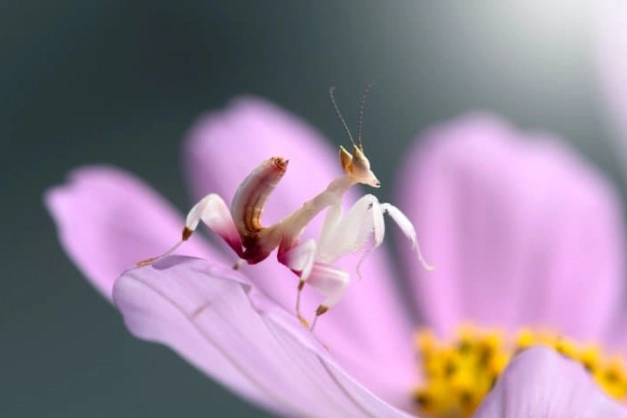 Hymenopus coronatus lifespan