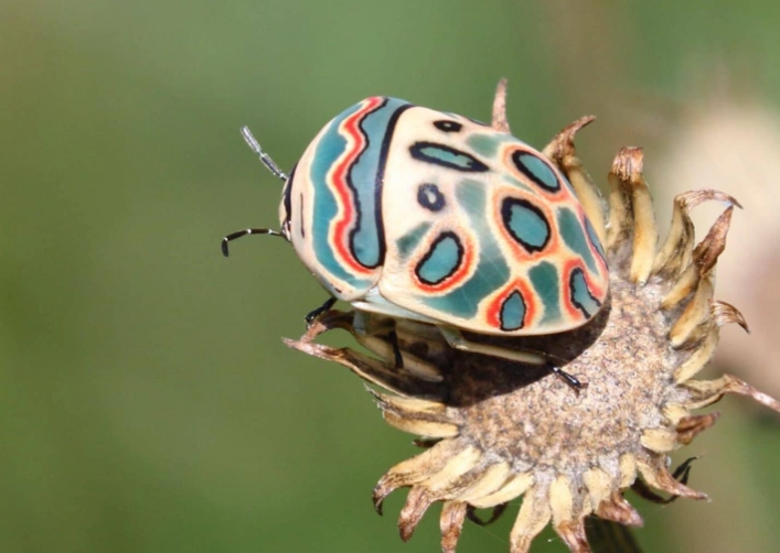 Picasso bug AI art
