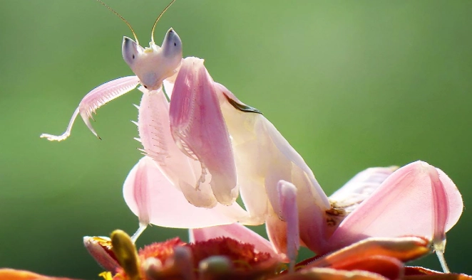 Orchid mantis care lifespan