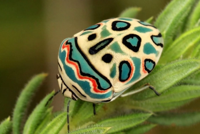 Picasso bug AI art