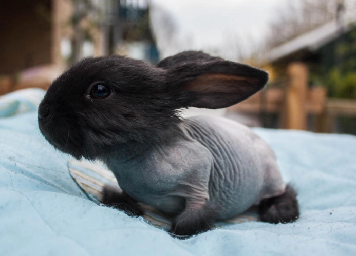 Hairless Bunny Breed Care Guide Rex Sphynx Rabbit Facts Hairless Bunny Breed Care Guide Rex Sphynx Rabbit Facts