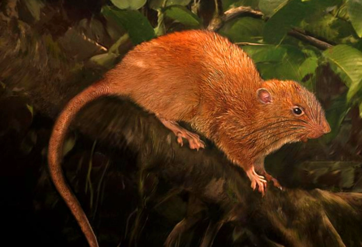 was the giant rat found in a volcano