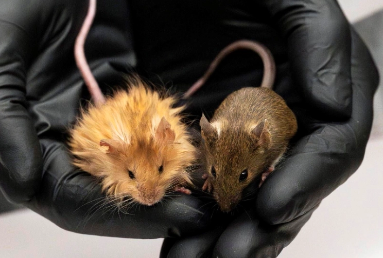 Papua New Guinea wildlife facts