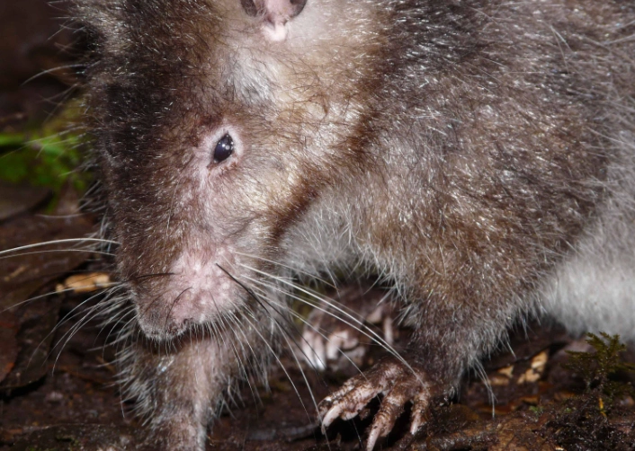 Bosavi woolly rat danger Bosavi woolly rat danger