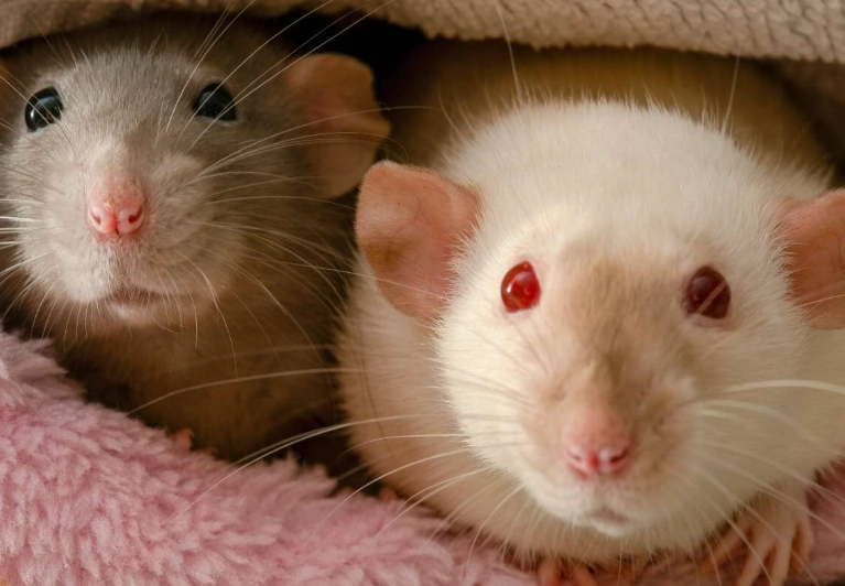 Papua New Guinea wildlife facts