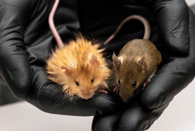 New Guinea giant rat New Guinea giant rat