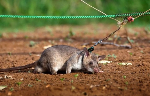 Bosavi woolly rat danger Bosavi woolly rat danger