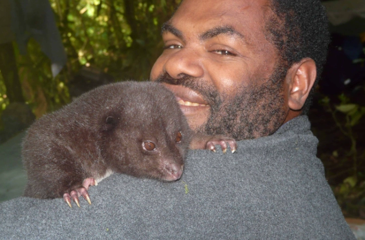 Bosavi woolly rat lifespan