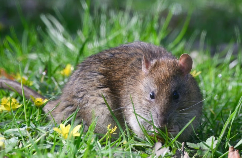 Bosavi woolly rat danger Bosavi woolly rat danger