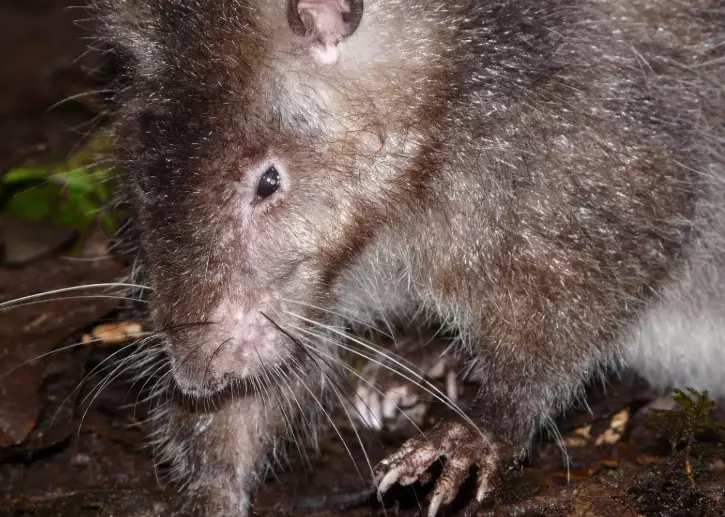 Was the giant rat found in a volcano?