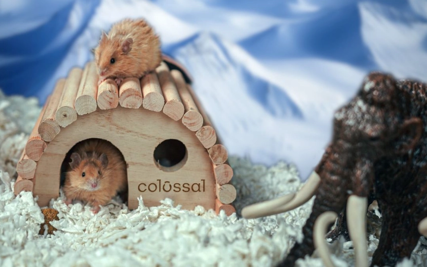 Woolly rat experiment