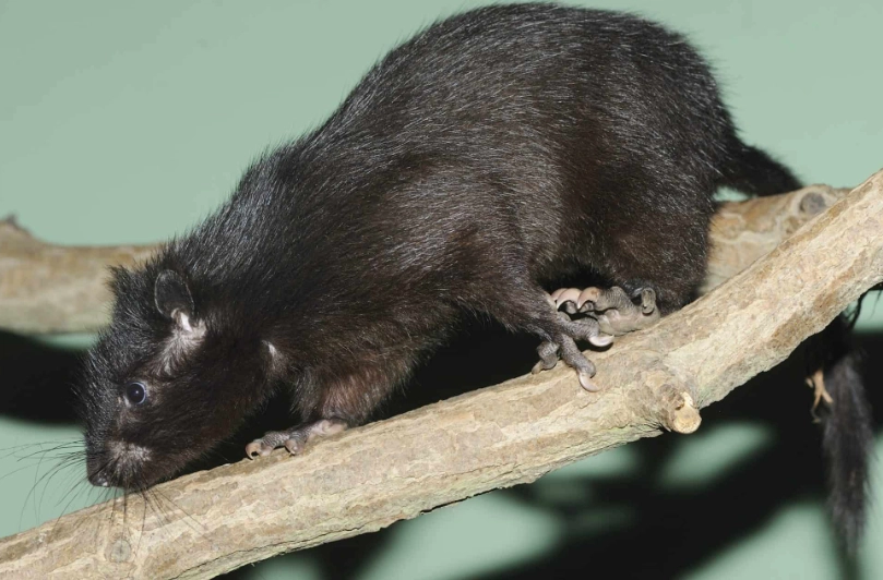 Mallomys gunung Mallomys gunung