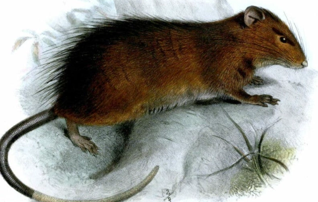 seed dispersal seed dispersal