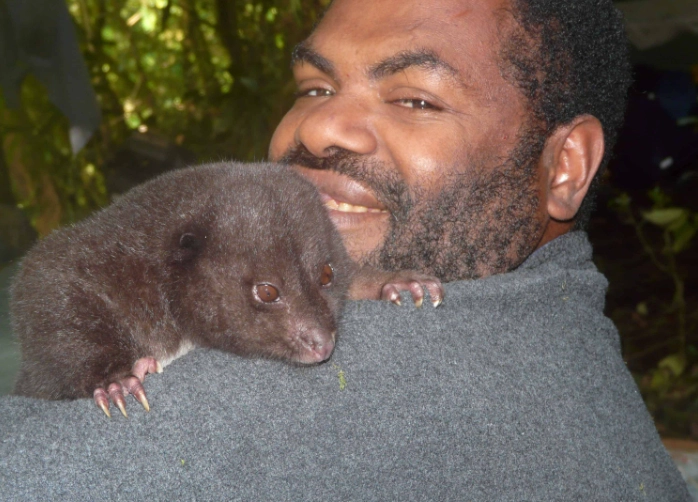 Bosavi giant rat Bosavi giant rat