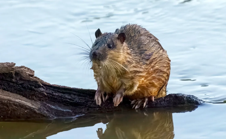 Papua New Guinea wildlife facts