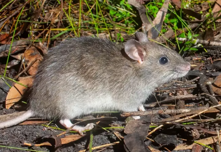 Bosavi giant rat Bosavi giant rat