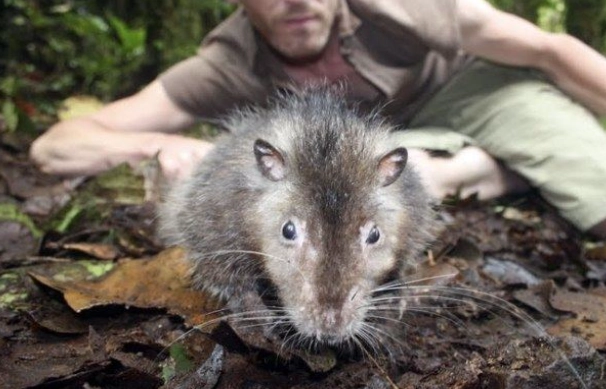 Bosavi rat dangerous