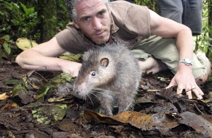 volcano rat species