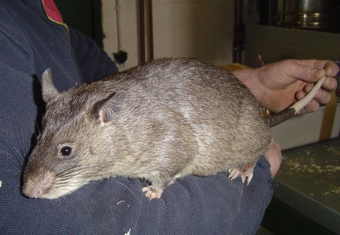 feeding woolly giant rat feeding woolly giant rat