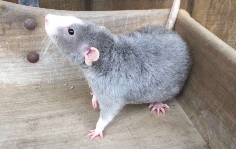 giant rat lifespan