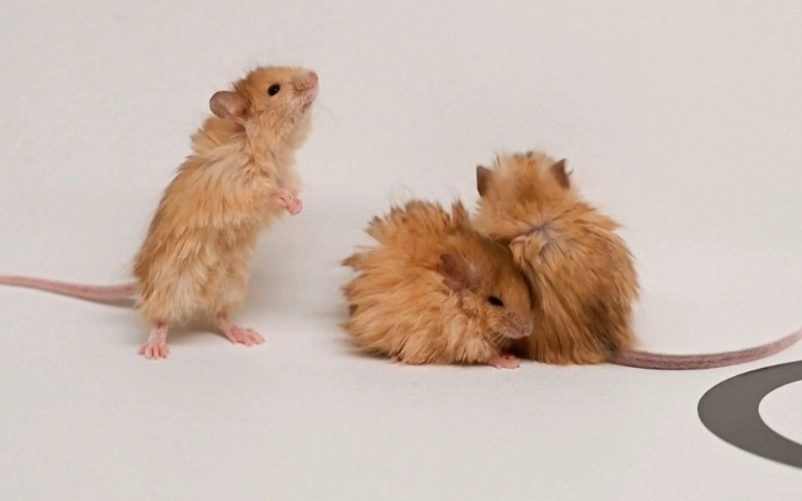 seed dispersal seed dispersal