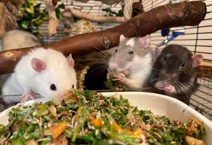 woolly giant rat care woolly giant rat care