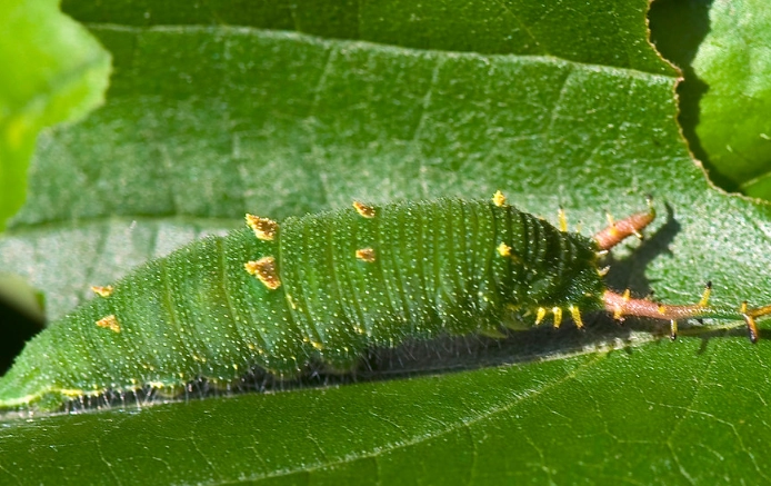 Saturnia japonica caterpillar