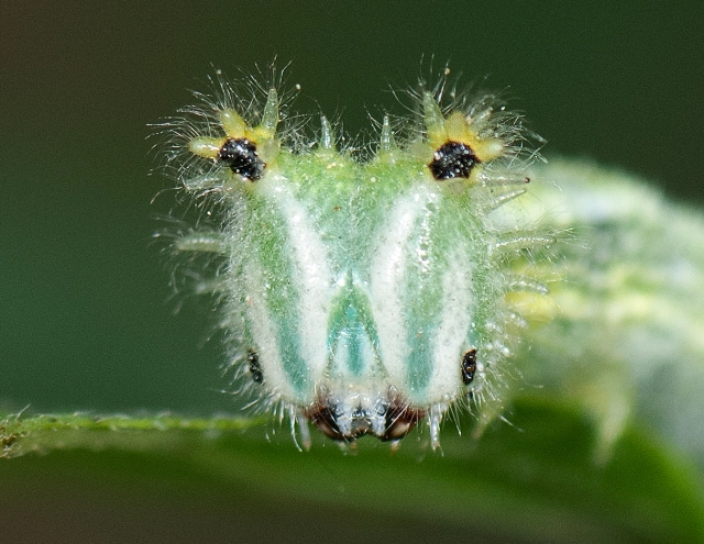 Japanese emperor caterpillar sting
