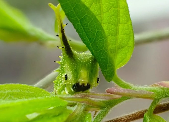 Saturnia japonica caterpillar
