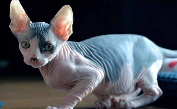 hairless cat breeds
