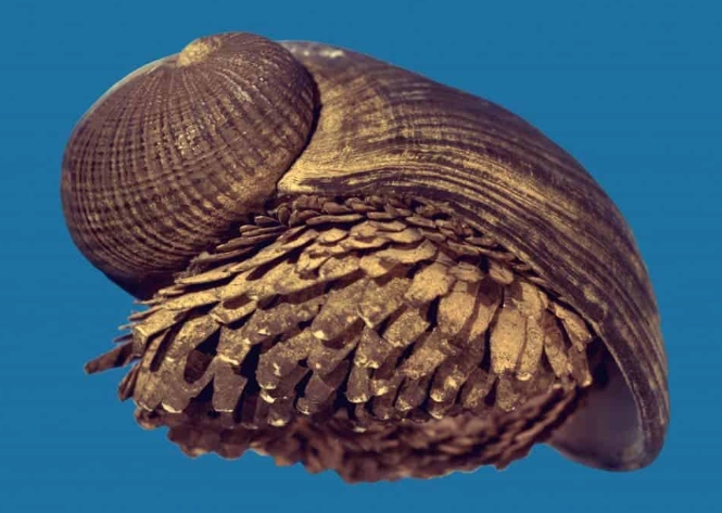 Scaly foot gastropod size