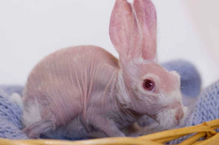 bald spot on rabbit tail bald spot on rabbit tail