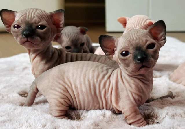 Hairless cat