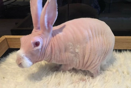 Hairless rabbit tail