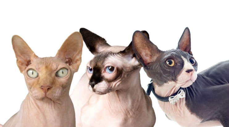 hairless cat