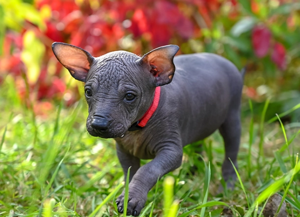 big hairless dog breeds