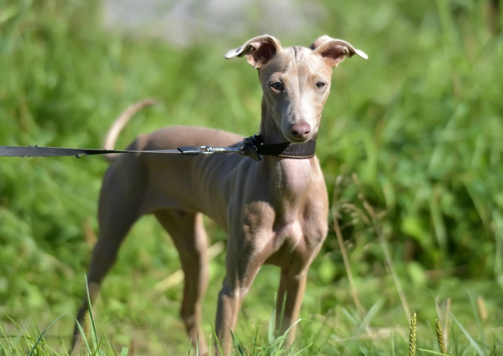 Peruvian Inca Orchid
