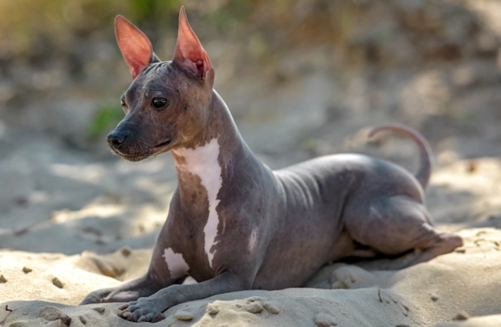 hairless dog breeds large
