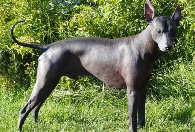 Peruvian hairless dog care