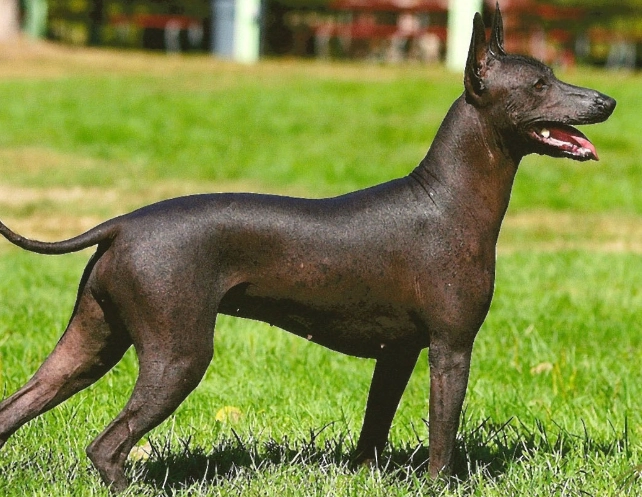 Xoloitzcuintli care