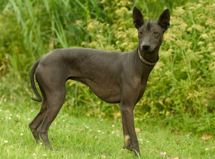 hypoallergenic dog breeds