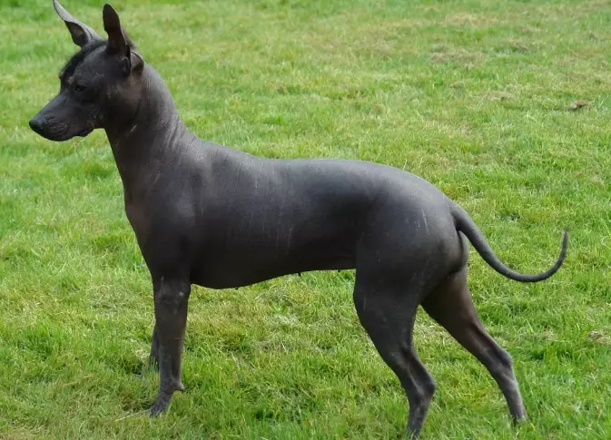 hypoallergenic dog breeds