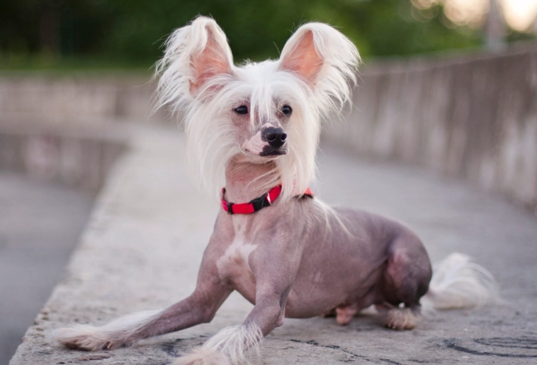 hairless dog breeds large